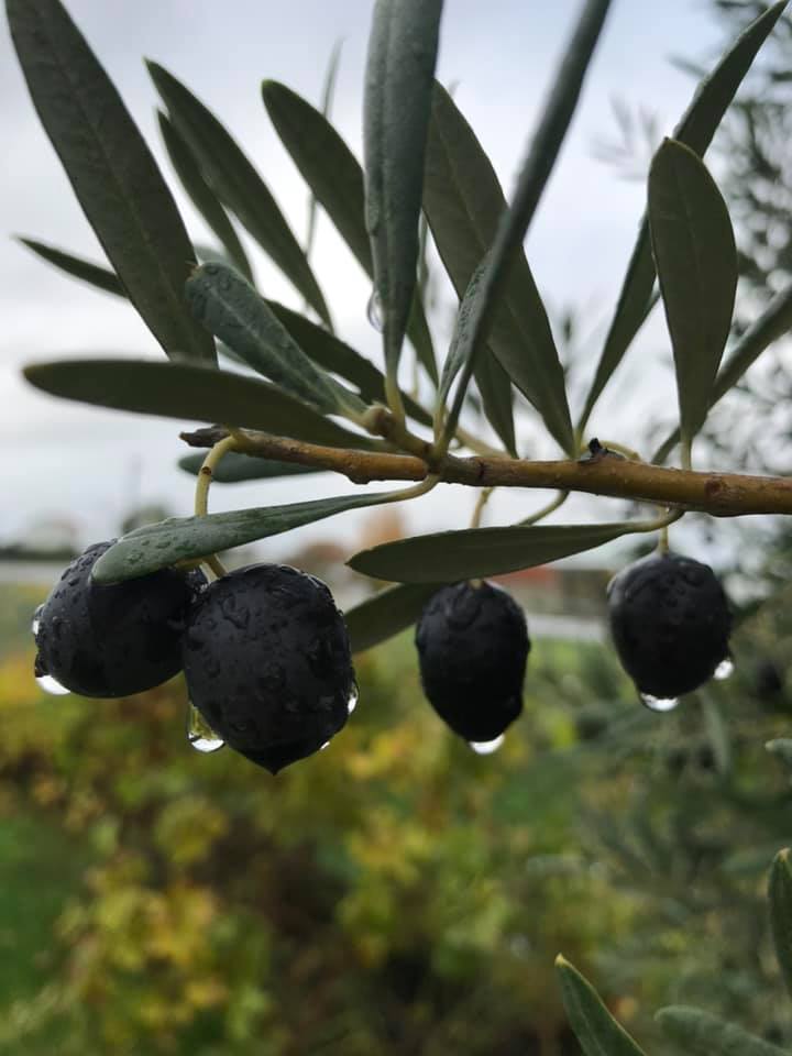 120110586_3670157973015089_8268826476718059651_n