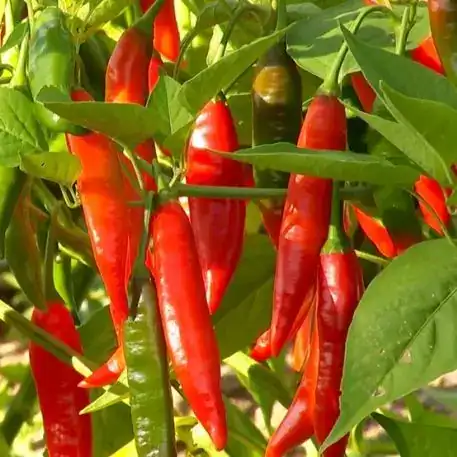 1484-Malagueta-Vermelha-e-outras-frutas-vegetais-mercearias-e-cabazes-ao-domicilio-com-a-Horta